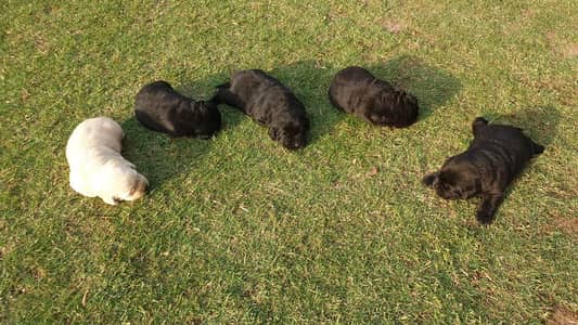 labrador female pedigre microchip imported Blodline puppy 03014615555