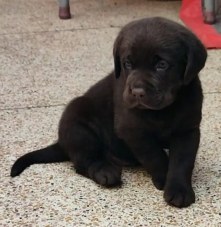 labrador female pedigre microchip imported Blodline puppy 03014615555 — photo 8