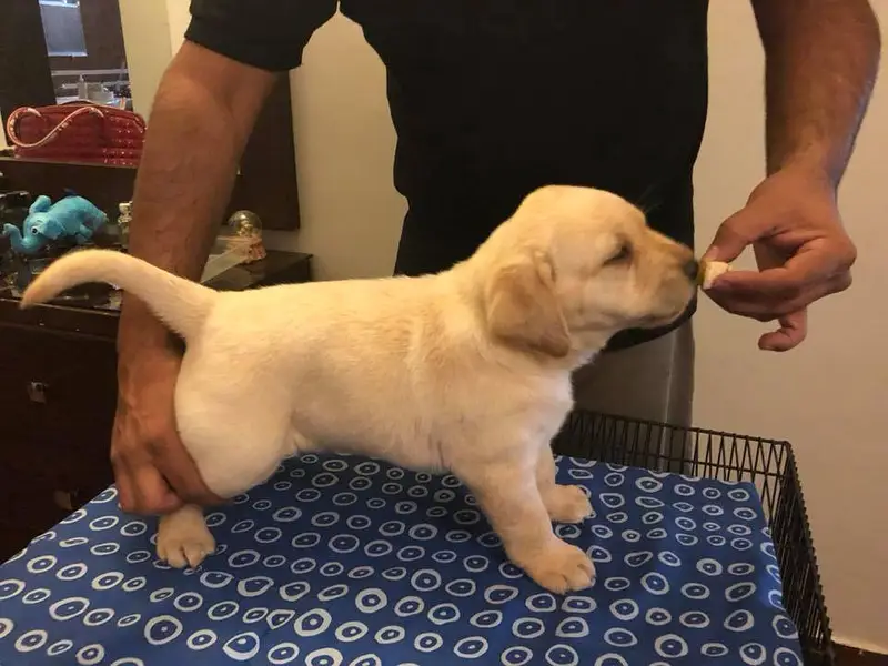 labrador female pedigre microchip imported Blodline puppy 03014615555 — photo 9