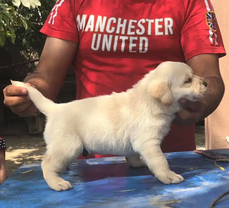 labrador female pedigre microchip imported Blodline puppy 03014615555 — photo 10