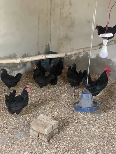Sab eggs dae rhe hn pure Australop bloodline