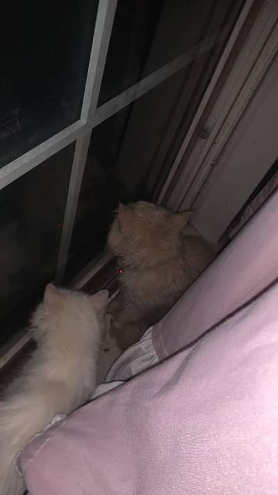 Adult cat pair for urgent sale