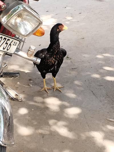 mianwali aseel morgia for sell