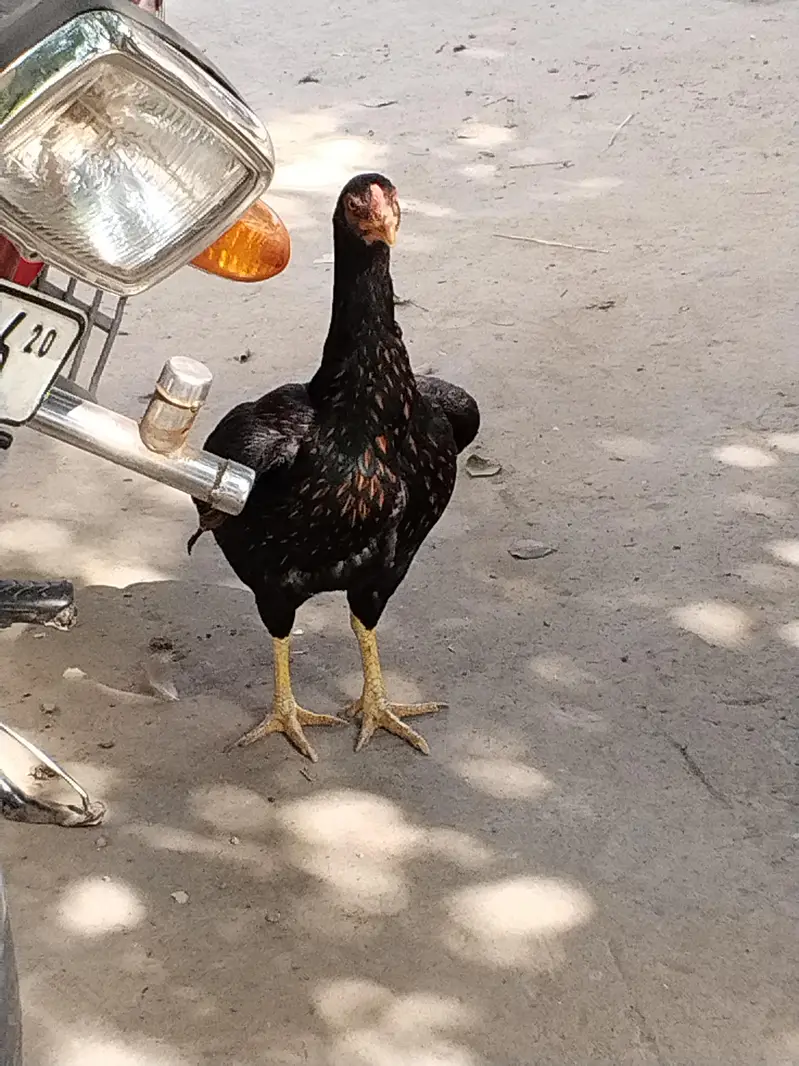 mianwali aseel morgia for sell — photo 2