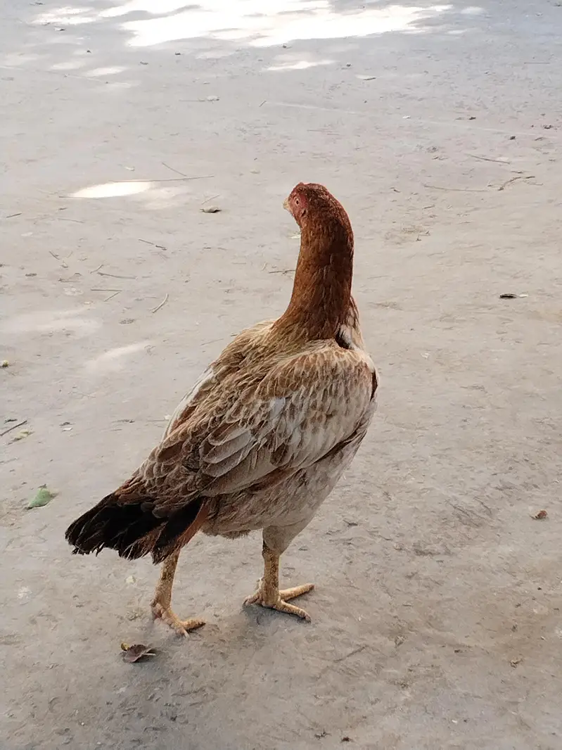 mianwali aseel morgia for sell — photo 3