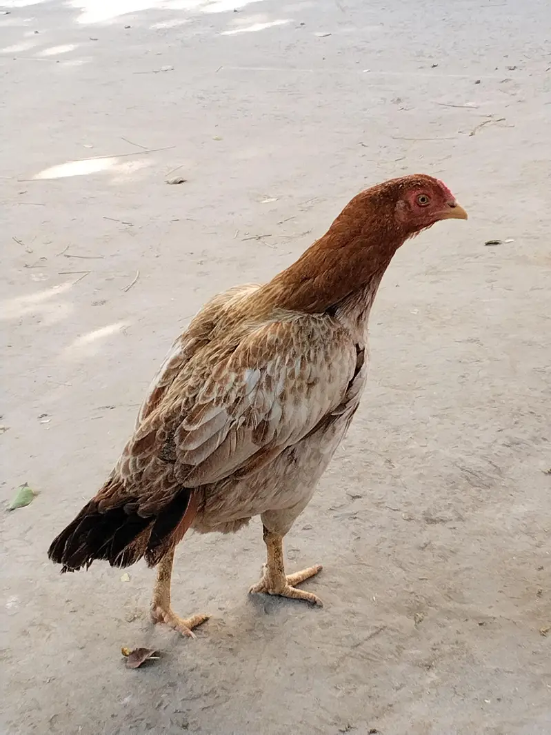 mianwali aseel morgia for sell — photo 4