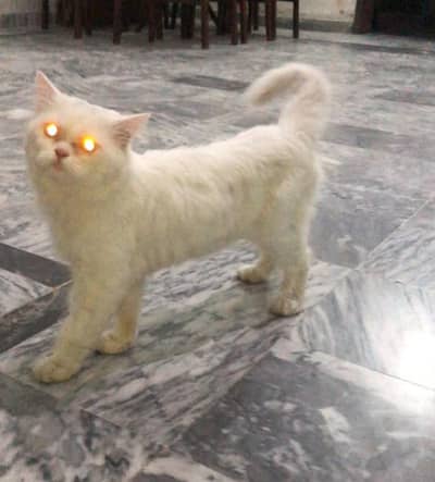 Persian Cat male 0326/4215/688