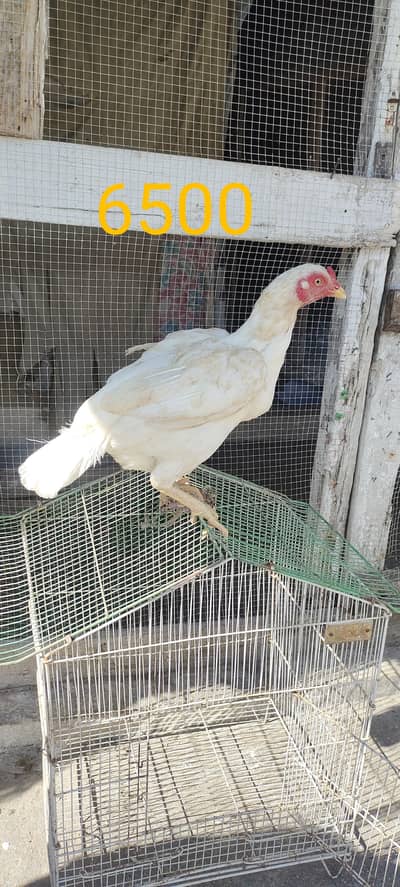 white aseel