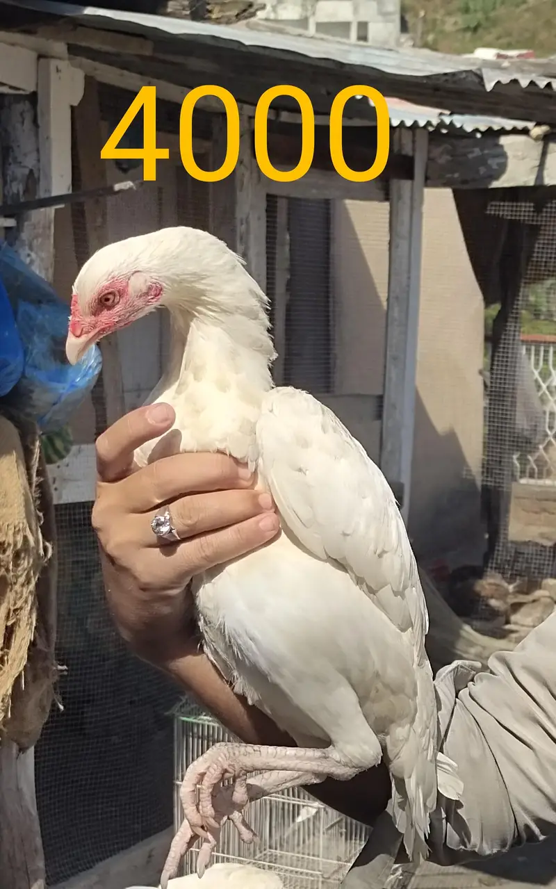white aseel — photo 3
