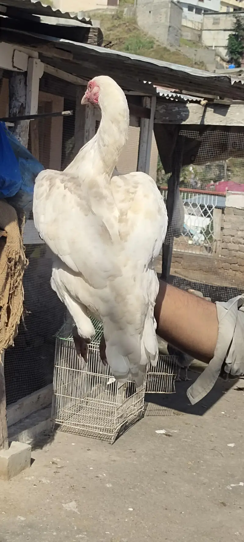 white aseel — photo 4