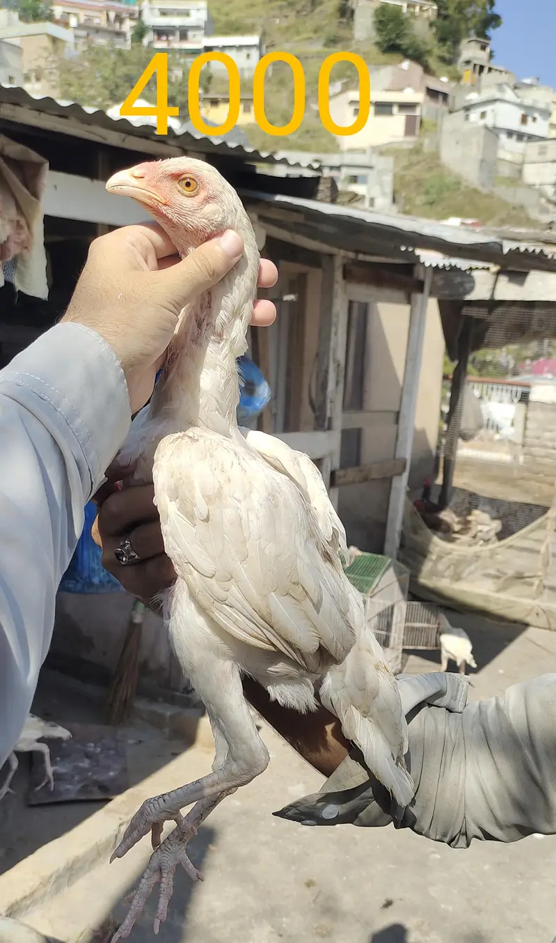white aseel — photo 5