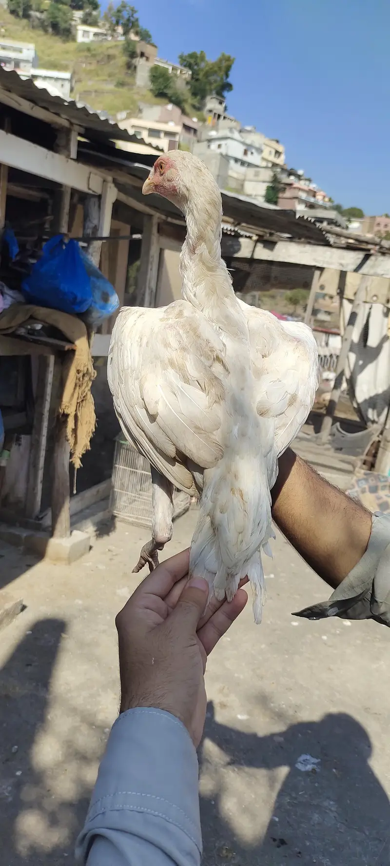 white aseel — photo 6