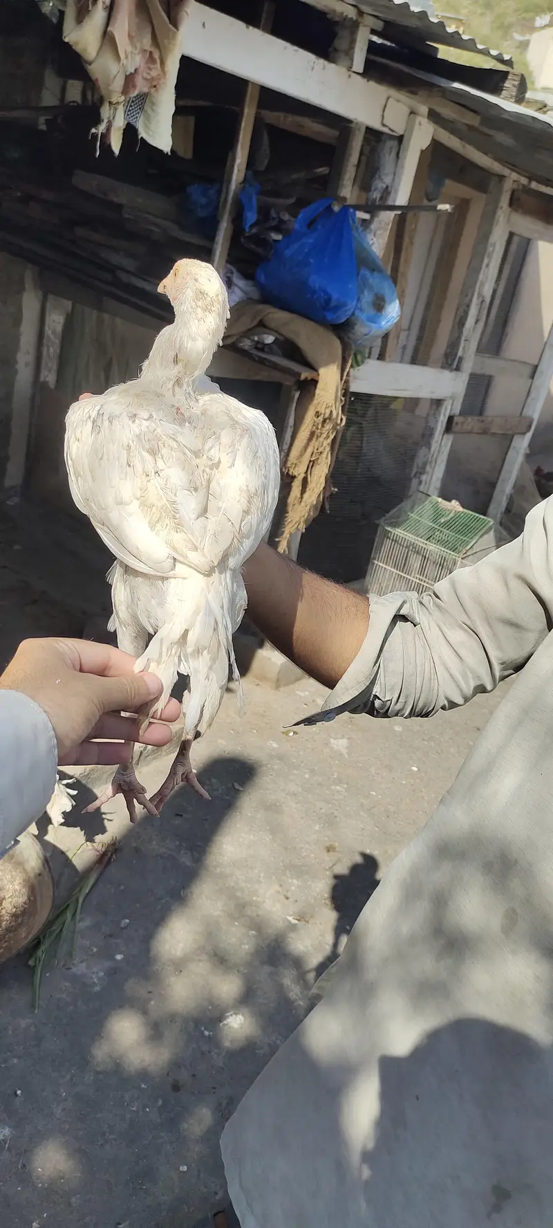 white aseel — photo 9