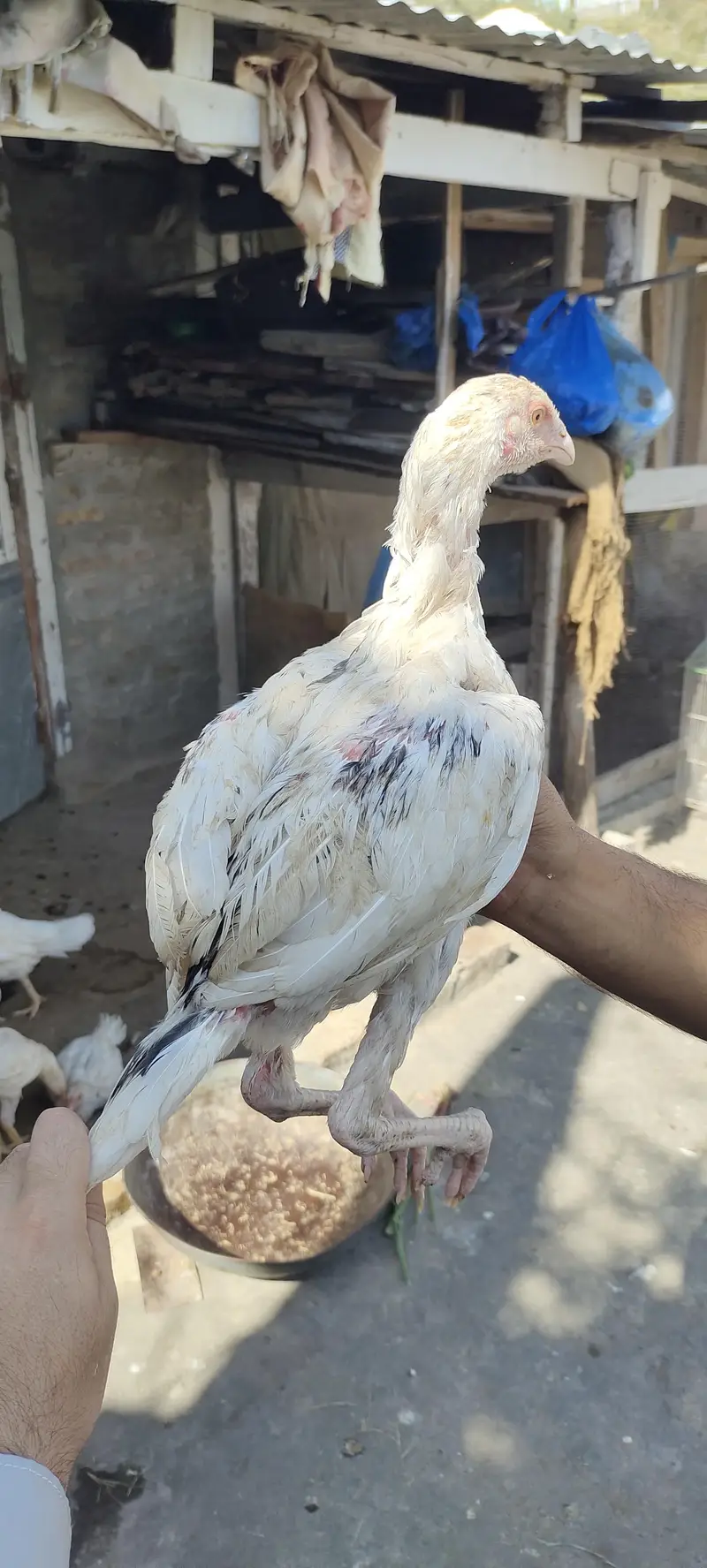white aseel — photo 12