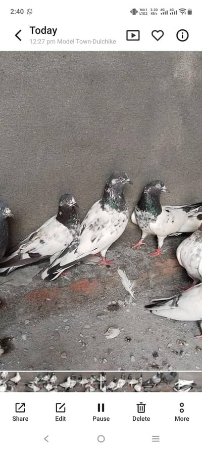25 pigeon