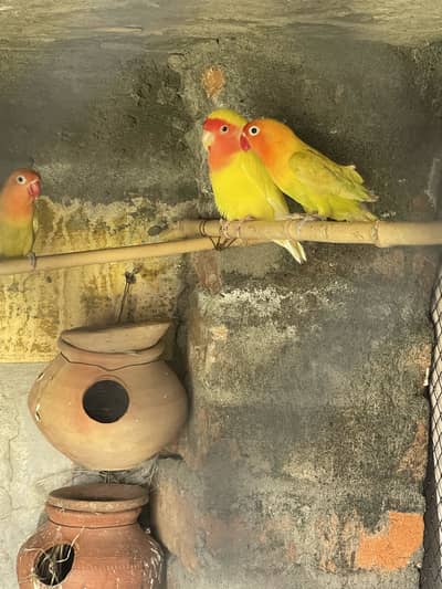Love birds  breader pairs