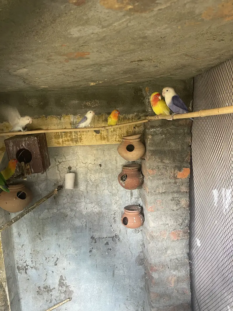 Love birds  breader pairs — photo 2