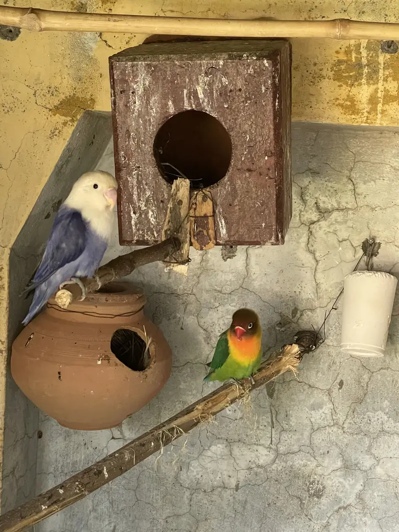 Love birds  breader pairs — photo 3
