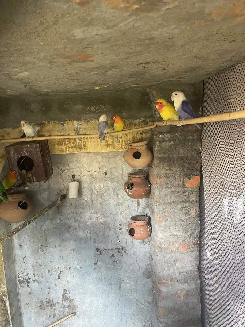 Love birds  breader pairs — photo 4