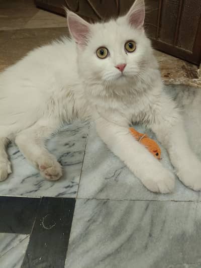 Persian male cat