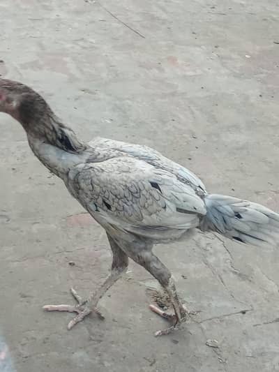 aseel female