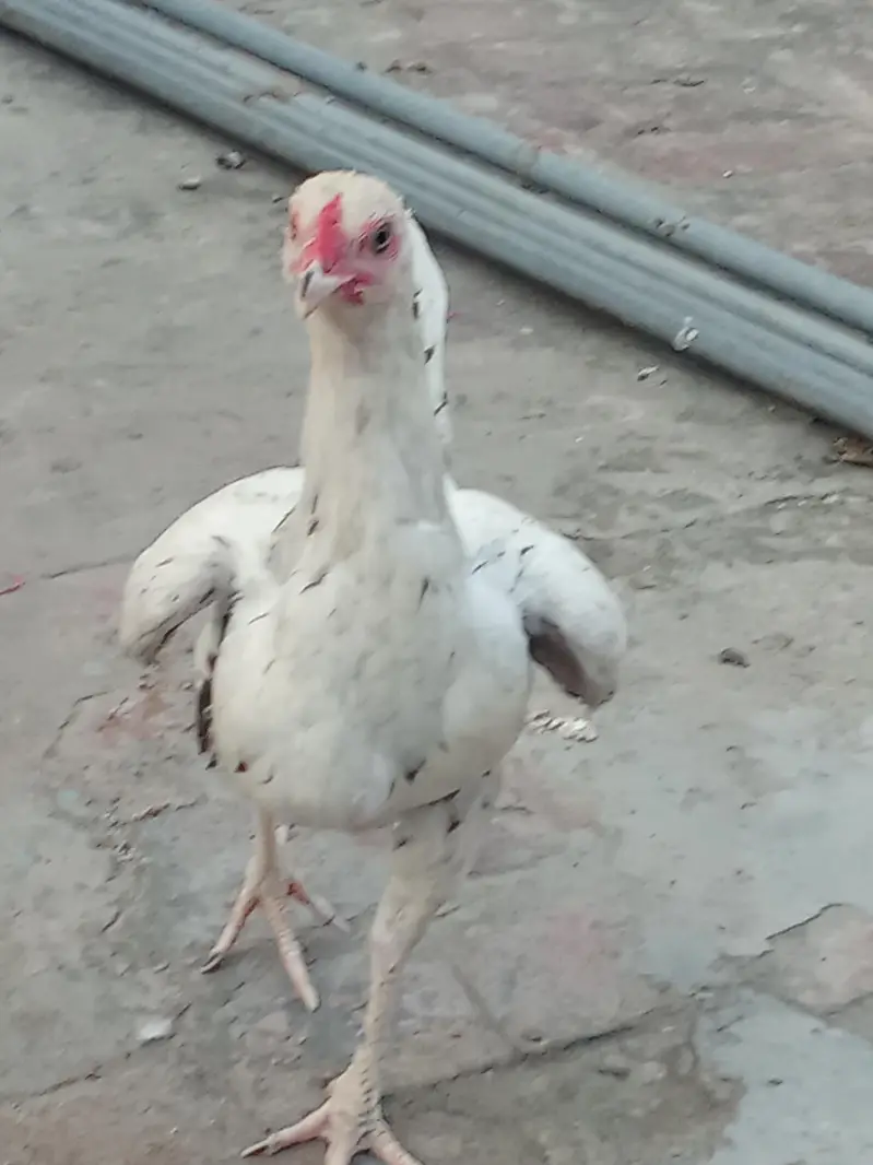 aseel female — photo 2