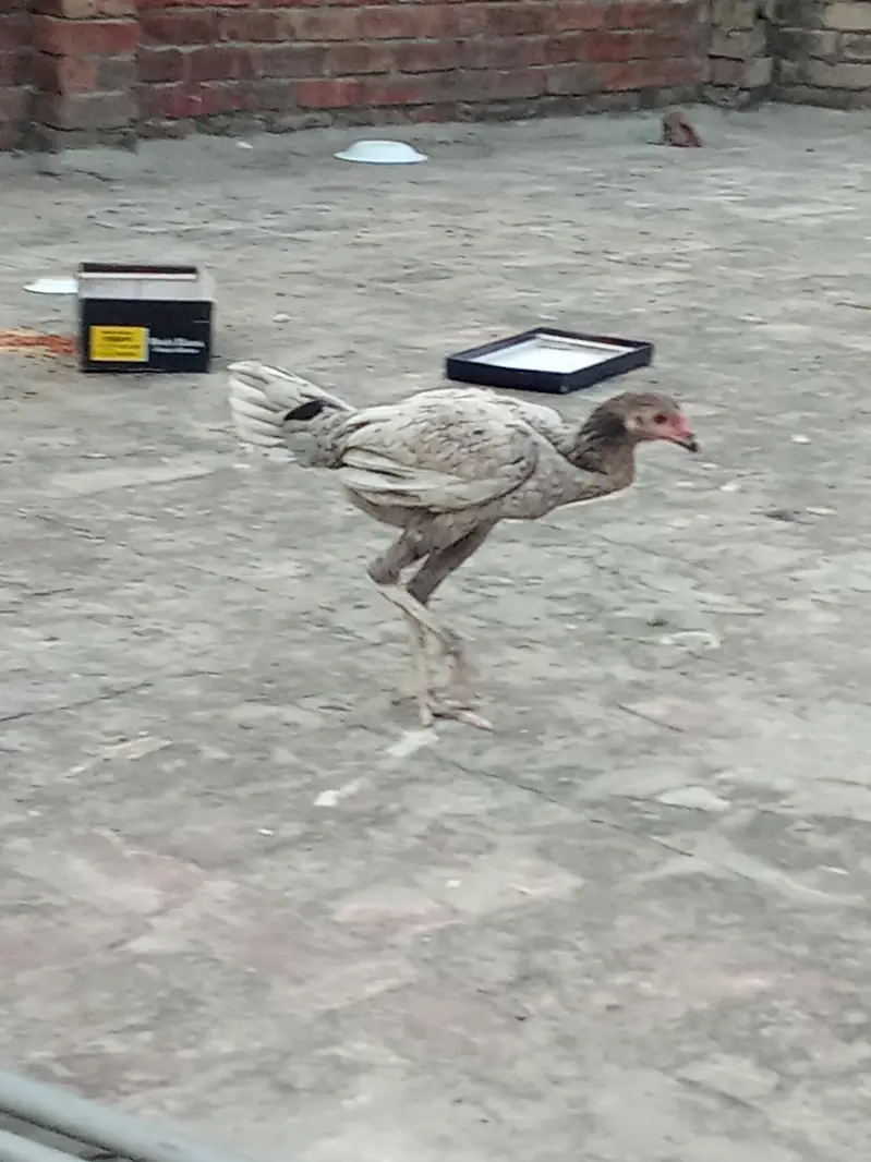 aseel female — photo 3