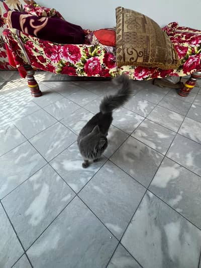 PERSIAN CAT FOR SALE IN HARIPUR LORA CHOCK