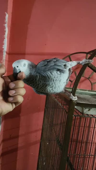 African Grey Parrot. . With Strong iron Cage