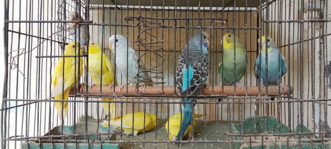 confirm breeder