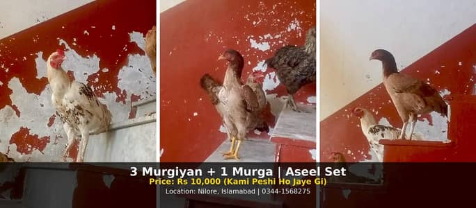 3 aseel murgi or 1 aseel murga for sale