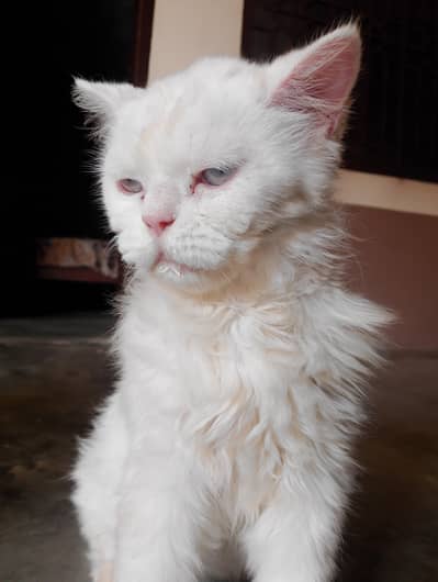 full active cat