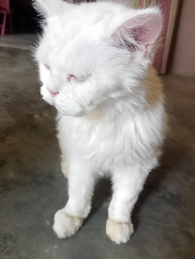 full active cat 1