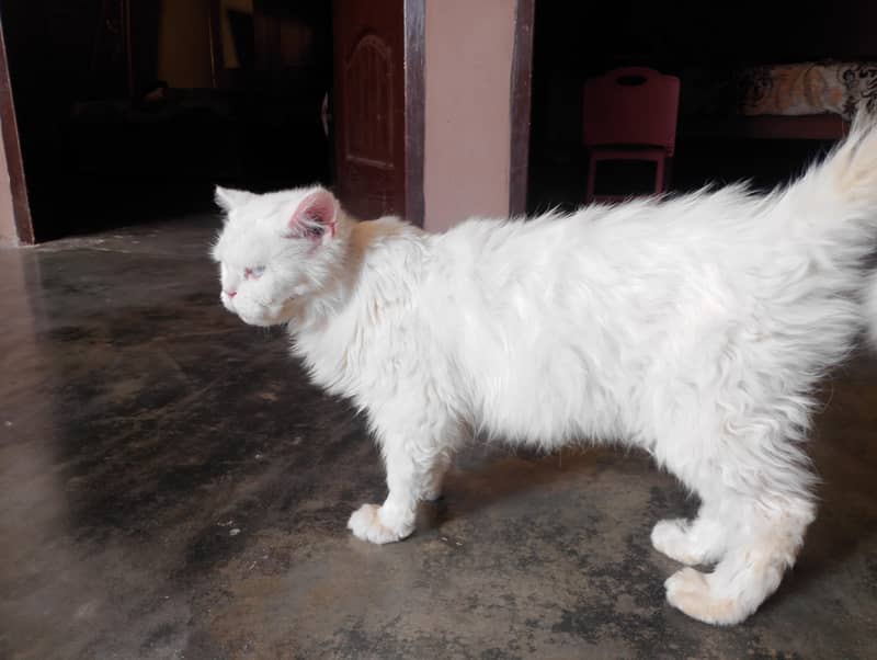 full active cat 2