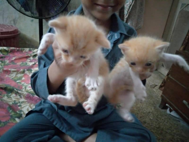 kittens Available 1