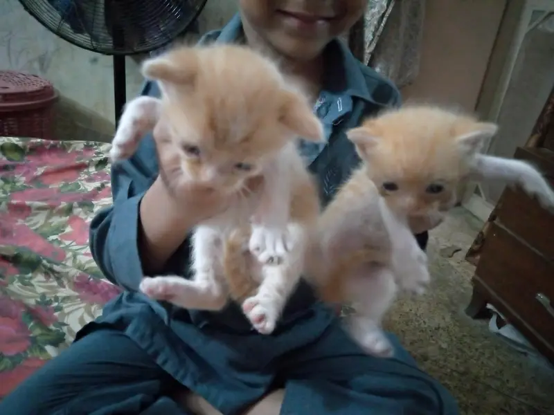 kittens Available — photo 2