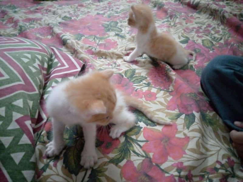 kittens Available 2