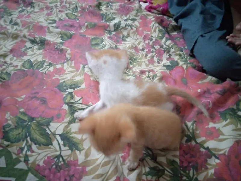 kittens Available — photo 4
