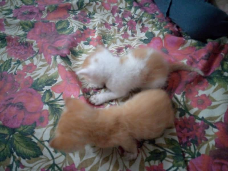 kittens Available 4