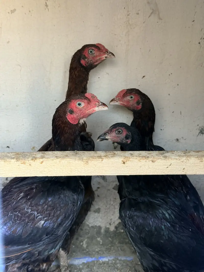 Single and pair for sale — photo 4