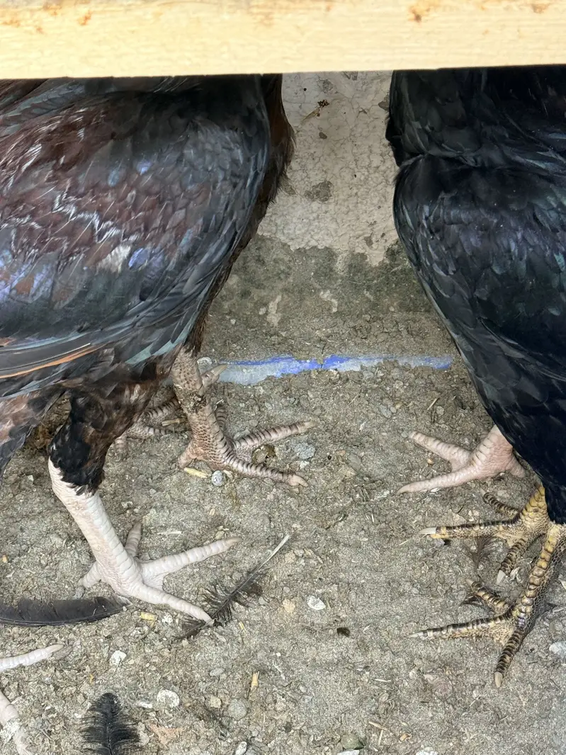 Single and pair for sale — photo 6