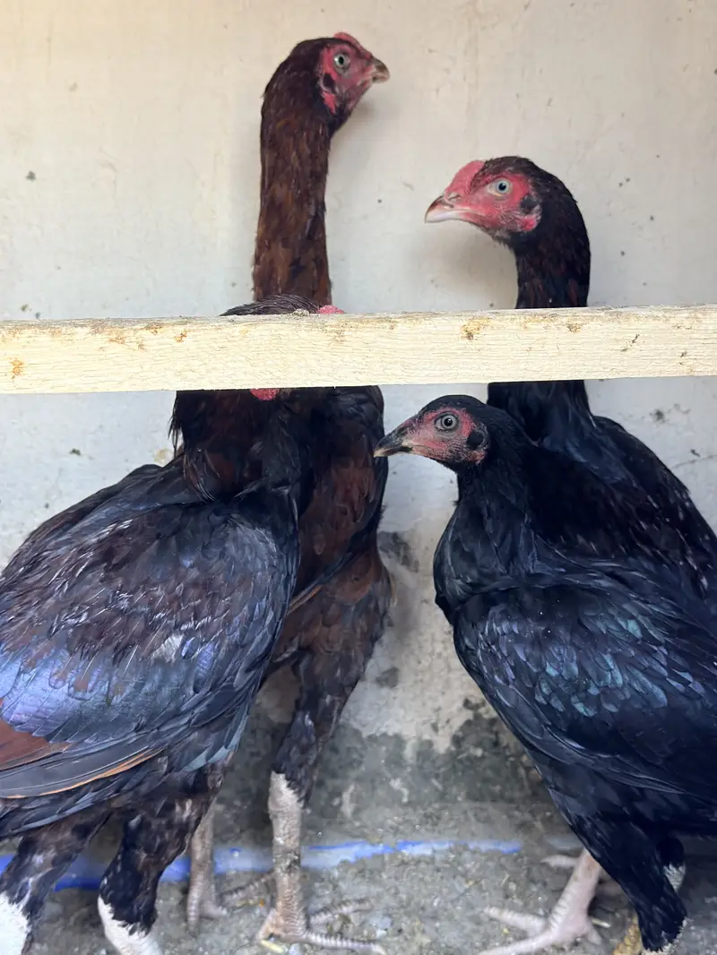 Single and pair for sale — photo 8
