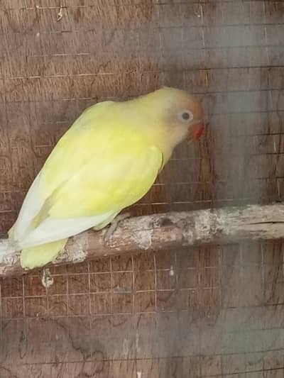 Some of quality birds are for sale