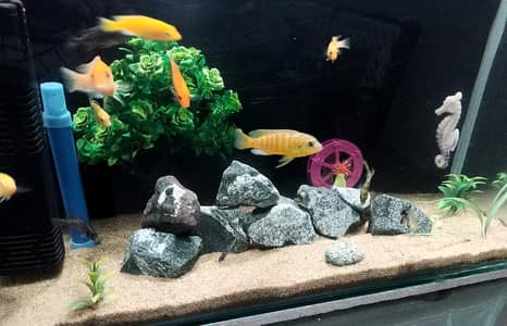 chiclids Fish