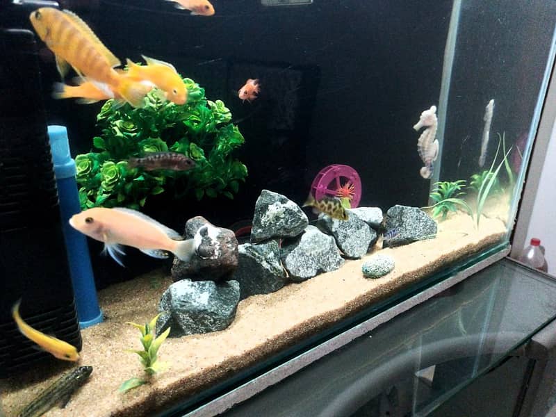 chiclids Fish 1