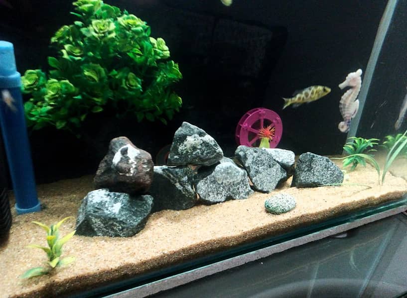 chiclids Fish 2