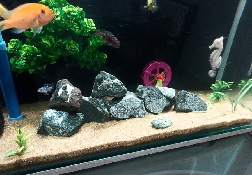 chiclids Fish 3