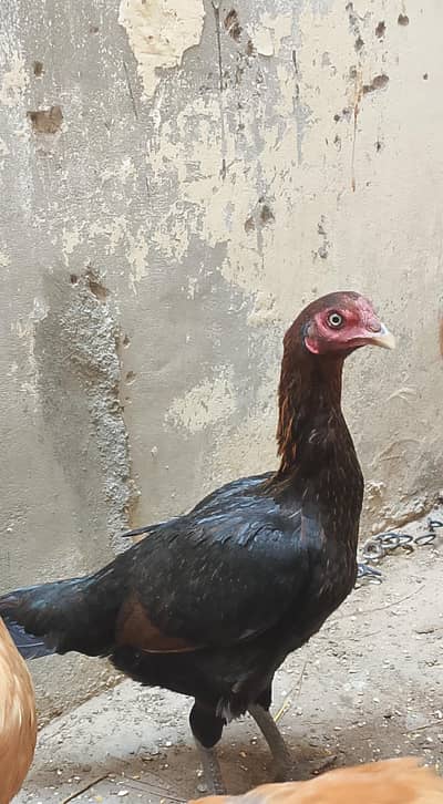 aseel murgi