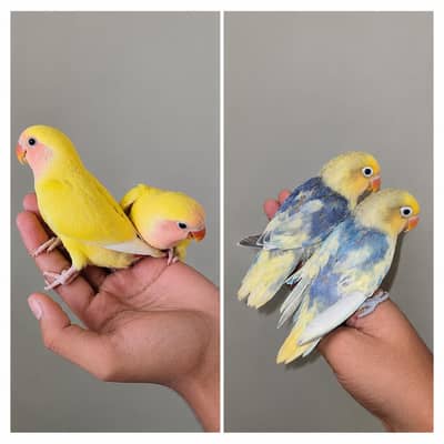 Handtame Lovebirds Chicks