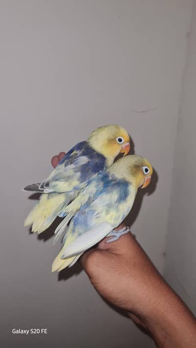 Handtame Lovebirds Chicks